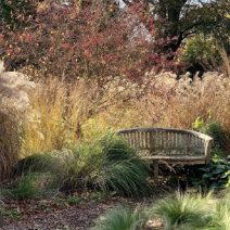 Díszfüvek és sások