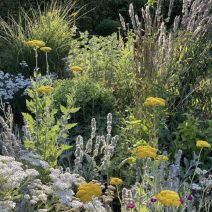 Prérikert növényei