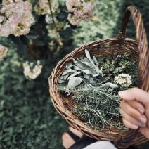 Fűszerek és gyógynövények