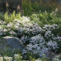 Sziklakerti évelők