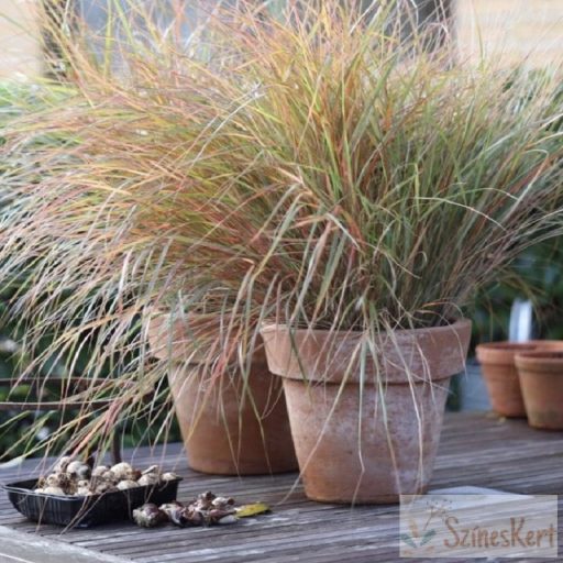 Anemanthele lessoniana 'Sirocco' - szélfű, fácánfű