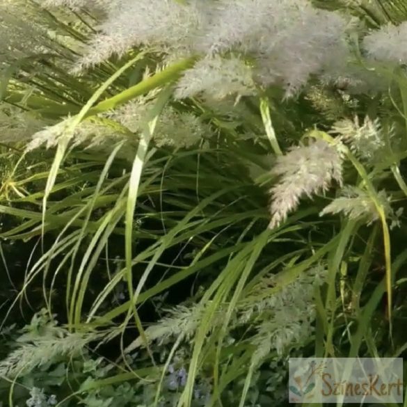 Calamagrostis brachytricha - koreai nádtippan