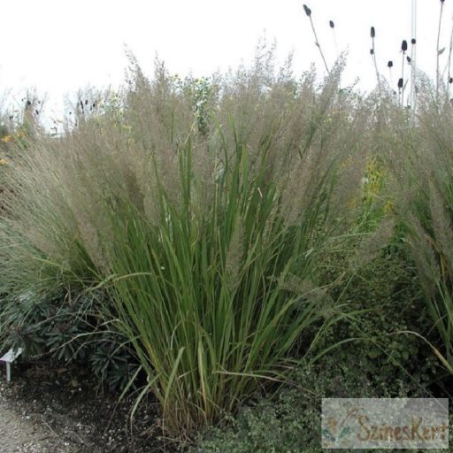 Calamagrostis brachytricha - koreai nádtippan