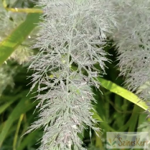 Calamagrostis brachytricha - koreai nádtippan
