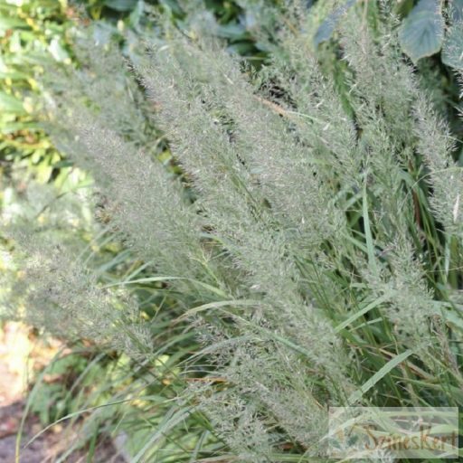 Calamagrostis brachytricha - koreai nádtippan