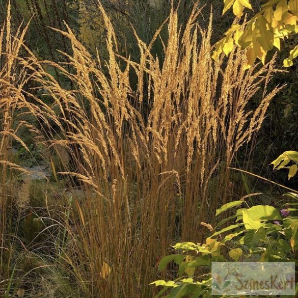 Calamagrostis x acutiflora 'Karl Foerster' - nádtippan