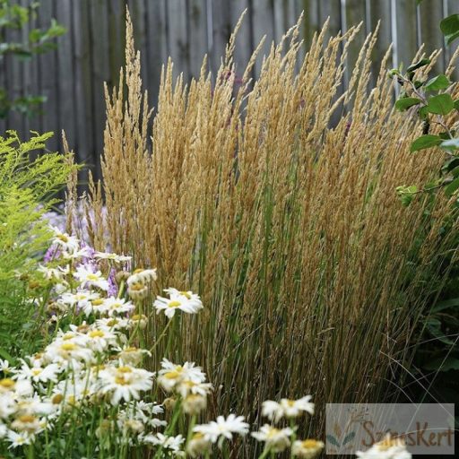 Calamagrostis x acutiflora 'Karl Foerster' - nádtippan