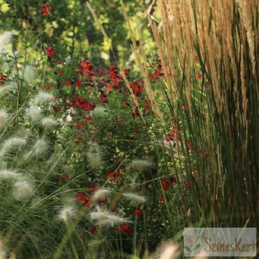 Calamagrostis x acutiflora 'Karl Foerster' - nádtippan