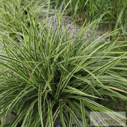   Carex morrowii 'Ice Dance' - tarkalevelű sás, díszsás