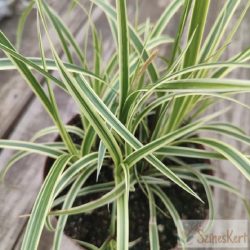   Carex morrowii 'Vanilla Ice ' - tarkalevelű sás, díszsás