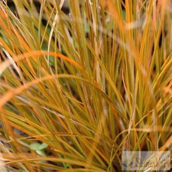   Carex testacea 'Prairie Fire' - narancsos sás, díszsás