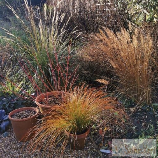 Carex testacea 'Prairie Fire' - narancsos sás, díszsás