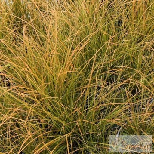 Carex testacea 'Prairie Fire' - narancsos sás, díszsás
