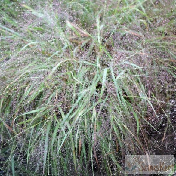 Eragrostis spectabilis - tőtippan