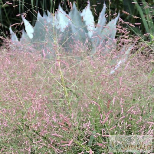 Eragrostis spectabilis - tőtippan