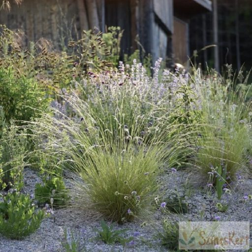 Festuca mairei - atlasz csenkesz