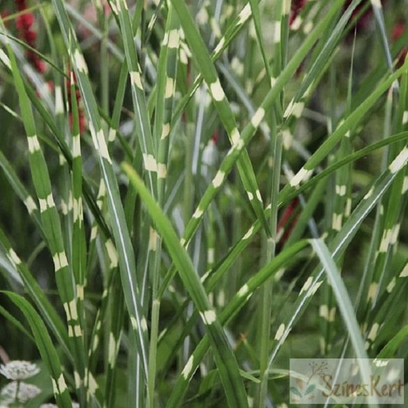 Miscanthus sinensis 'Little Zebra' - molnárpántlika