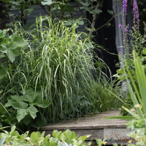 Miscanthus sinensis 'Little Zebra' - molnárpántlika