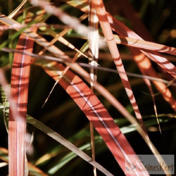 Miscanthus sinensis 'Purple Fall' - molnárpántlika, virágosnád