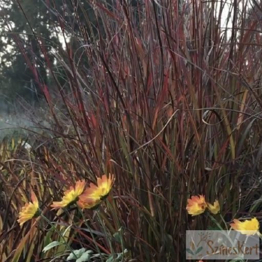 Miscanthus sinensis 'Purple Fall' - molnárpántlika, virágosnád