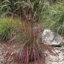   Miscanthus sinensis 'Ruby Cute' - molnárpántlika, virágosnád