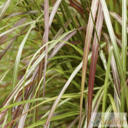 Miscanthus sinensis 'Ruby Cute' - molnárpántlika, virágosnád