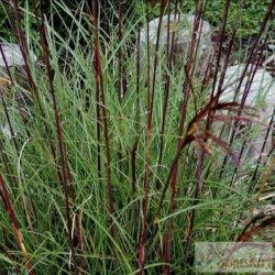   Miscanthus sinensis 'Serengeti' - molnárpántlika, virágosnád