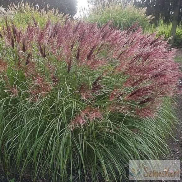 Miscanthus sinensis 'Red Chief' - molnárpántlika, virágosnád