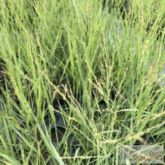   Panicum virgatum 'JS Buffalo Green' - vesszős köles
