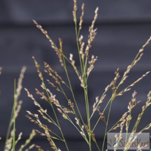 Panicum virgatum 'JS Buffalo Green' - vesszős köles