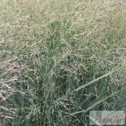 Panicum virgatum 'JS Buffalo Green' - vesszős köles