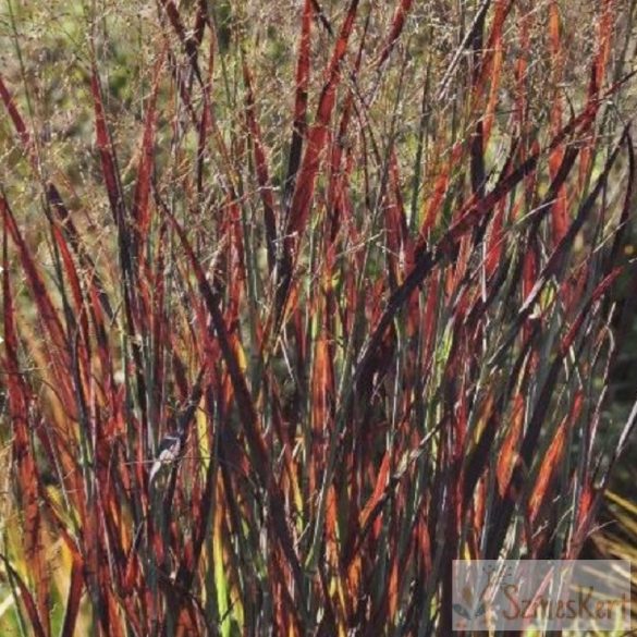 Panicum virgatum 'Nosferatu' - vesszős köles