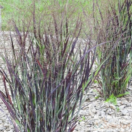 Panicum virgatum 'Nosferatu' - vesszős köles