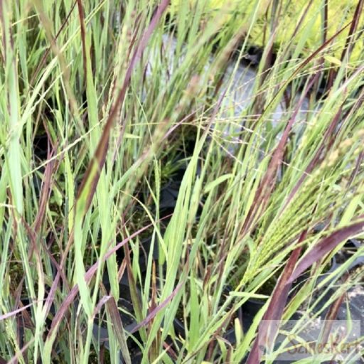 Panicum virgatum 'Nosferatu' - vesszős köles