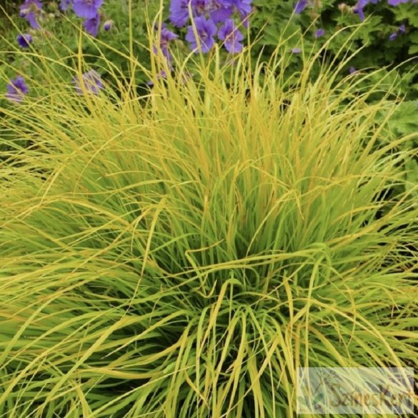 Pennisetum (Lumen Gold) 'JS Jommenik' - kínai tollborzfű, lámpatisztítófű