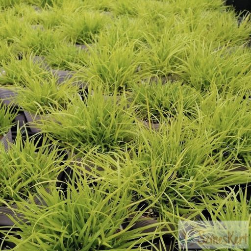 Pennisetum (Lumen Gold) 'JS Jommenik' - kínai tollborzfű, lámpatisztítófű