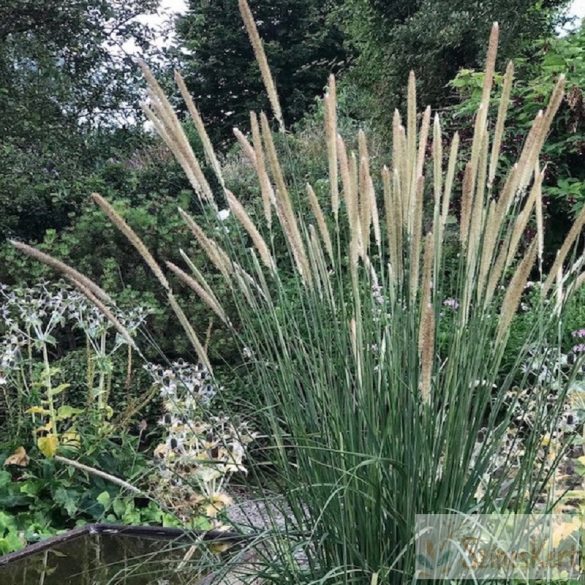 Pennisetum macrourum - afrikai tollborzfű