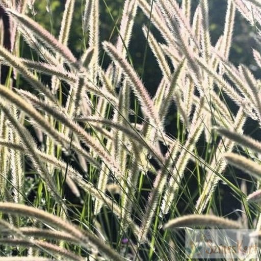 Pennisetum macrourum - afrikai tollborzfű