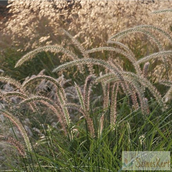 Pennisetum orientale 'Fairy Tales' - keleti tollborzfű