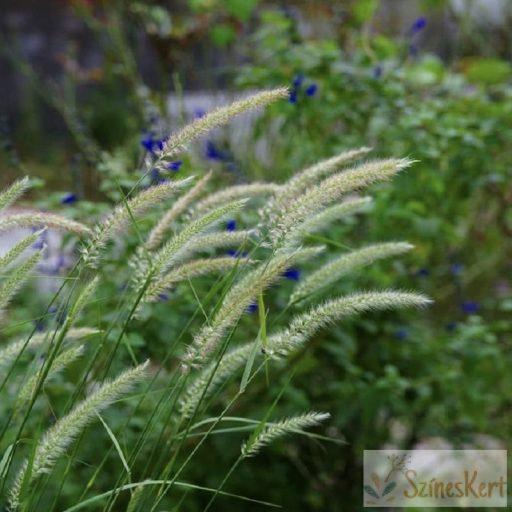 Pennisetum orientale 'Fairy Tales' - keleti tollborzfű