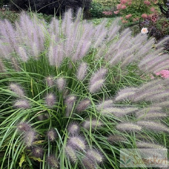 Pennisetum alopecuroides 'Red Head' - tollborzfű