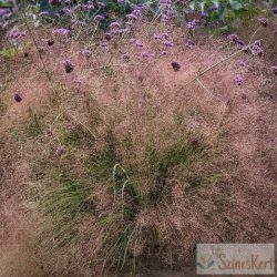 Muhlenbergia reverchonii 'Undaunted' - texasfű