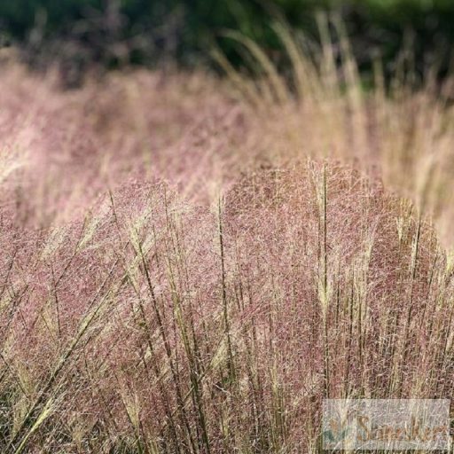 Muhlenbergia reverchonii 'Undaunted' - texasfű
