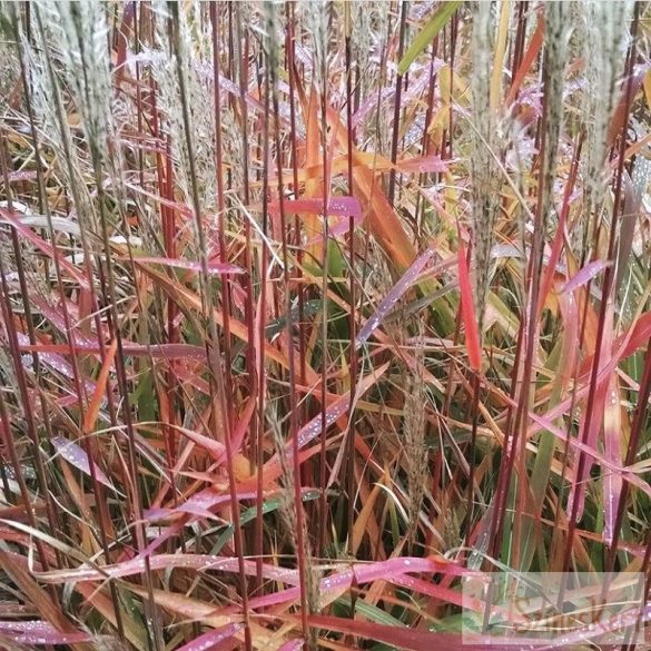 Miscanthus sinensis 'Purpurascens' - molnárpántlika, virágosnád