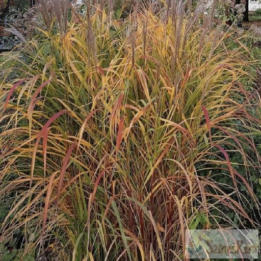 Miscanthus sinensis 'Purpurascens' - molnárpántlika, virágosnád