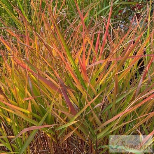 Miscanthus sinensis 'Purpurascens' - molnárpántlika, virágosnád