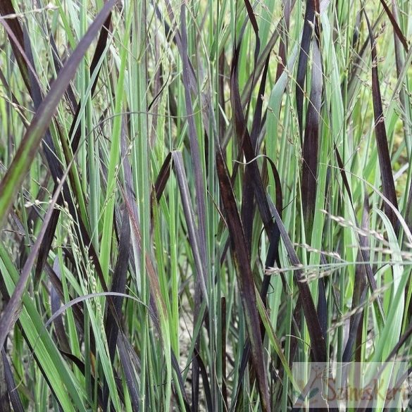 Panicum virgatum 'JS Blue Darkness' - vesszős köles