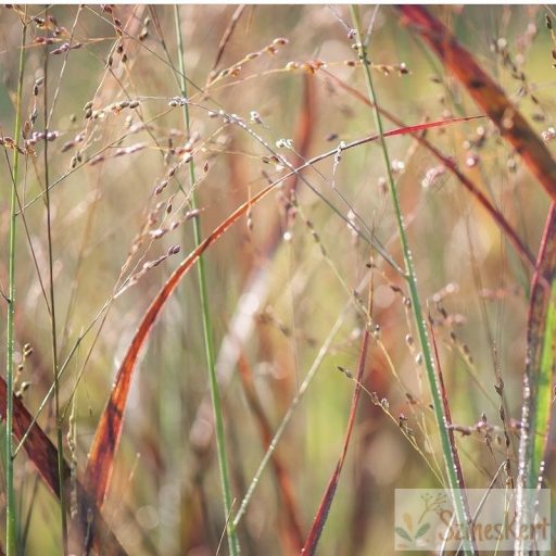 Panicum virgatum 'JS Blue Darkness' - vesszős köles