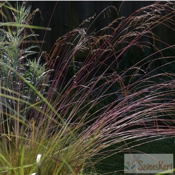 Festuca amethystina - lila csenkesz