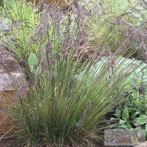 Festuca amethystina - lila csenkesz